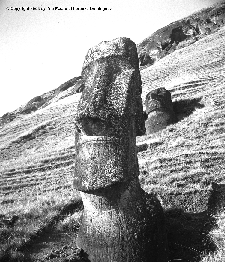 RRE_Angel_20.jpg - Easter Island. 1960. Moai on the exterior slope of Rano Raraku. On the foreground, the moai identified by Lorenzo Dominguez as "The Angel."
